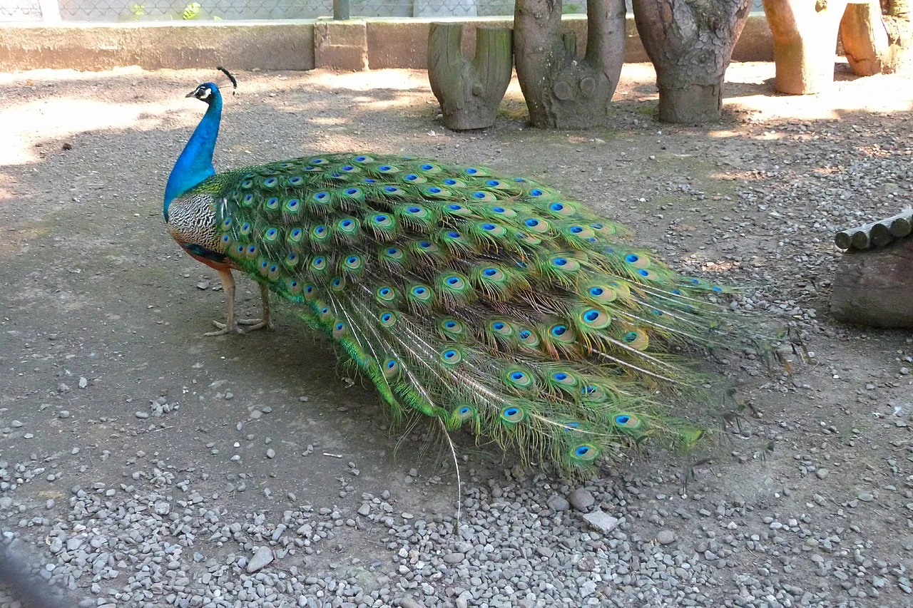 Żywieckie mini-zoo