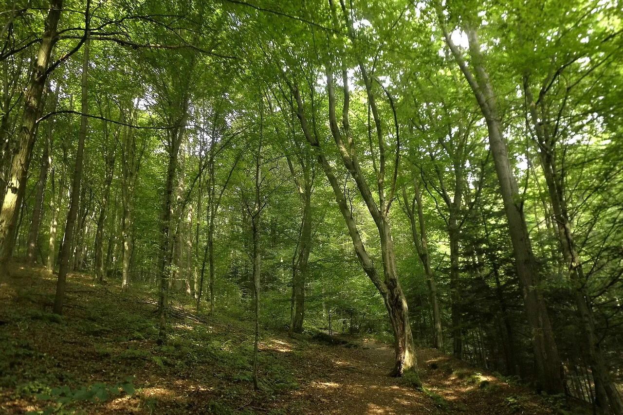 Rezerwat Las Lipowy Obrożyska