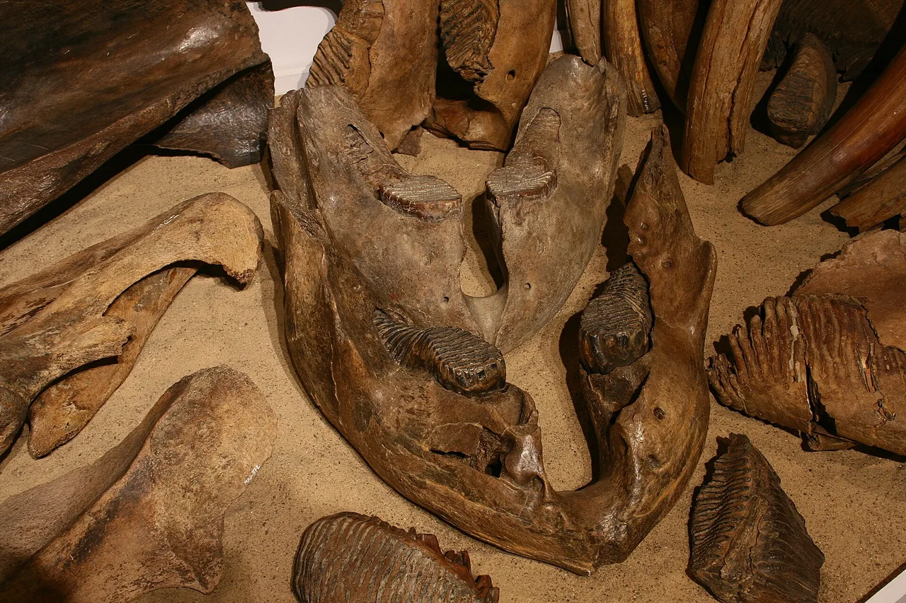 Muzeum Narodowe Ziemi Przemyskiej
